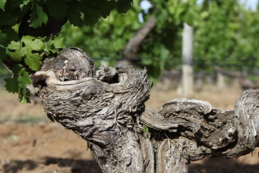 Gnarled old grape vine.