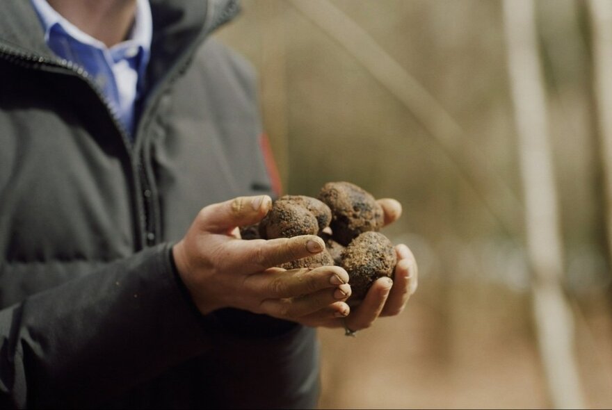 A man's torso and arms, holding a handful of black truffles.