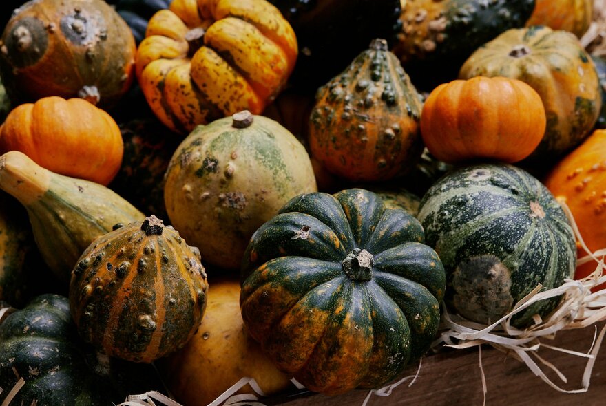 A selection of varied pumpkins. 