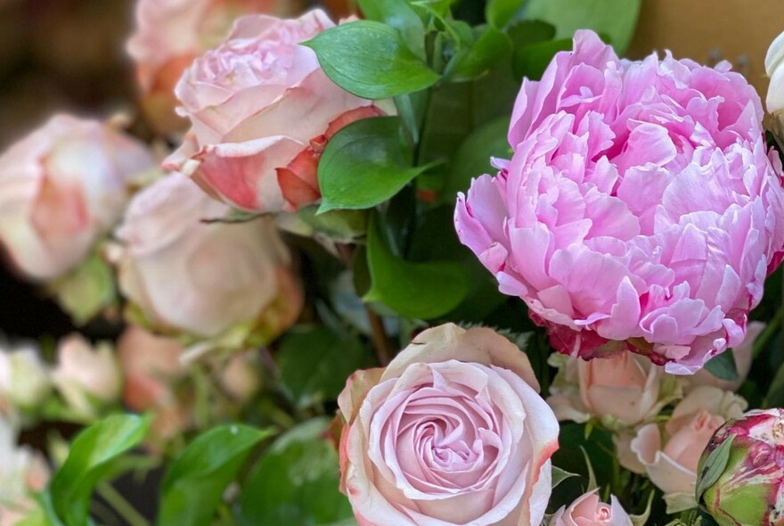 Close up of pink roses and one peony rose.