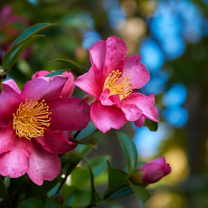 Camellia flowers with deep rose-pink blooms and contrasting yellow centres, and dark glossy green leaves.