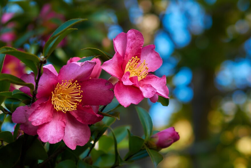 Camellia flowers with deep rose-pink blooms and contrasting yellow centres, and dark glossy green leaves.