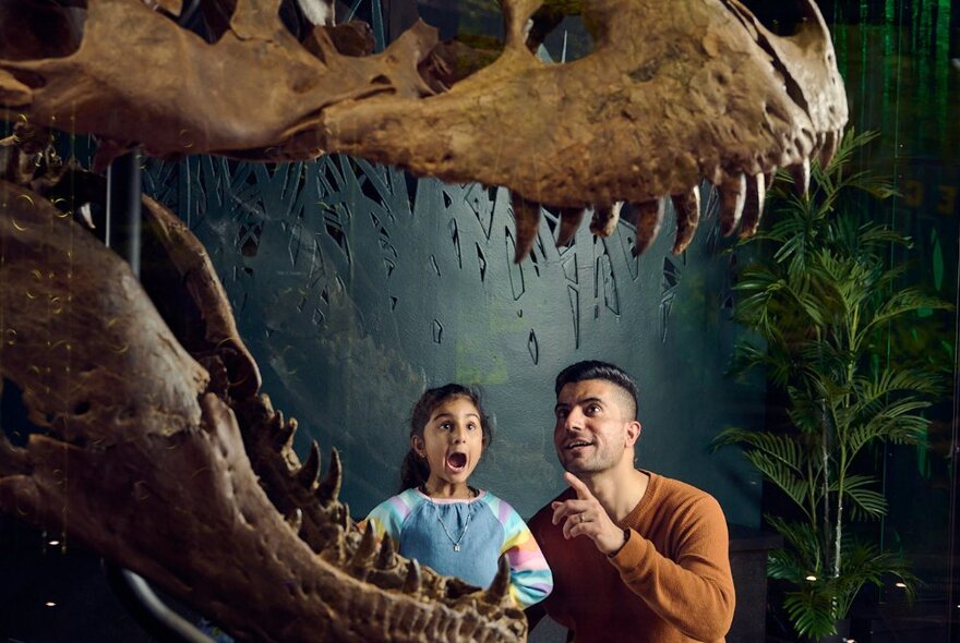 A man and a girl staring through the jaws of a dinosaur skeleton. 