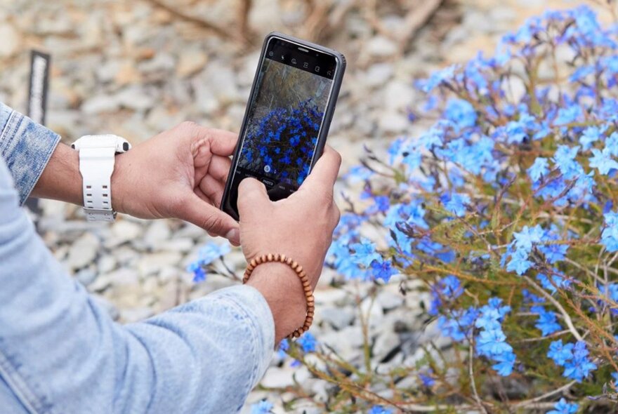Hands holding an iPhone taking a photo of a plant with blue flowers.