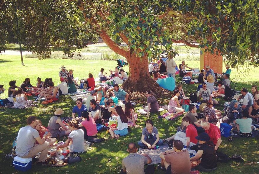 Large group of people sitting around in smaller groups around picnic rugs under the shade of a large tree in a park setting. 