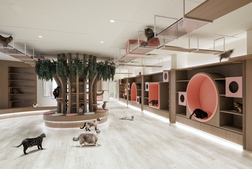 Inside a cat cafe with various cats roaming around a light coloured floor with pink circles on the walls for cats to play in . 