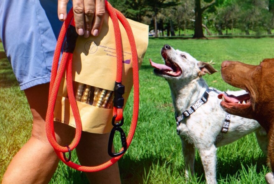 A hand holding a red dog lead and a packet of dog food treats with two dogs looking up; in a green park.