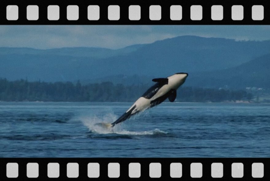 A whale leaping into the air from the water.