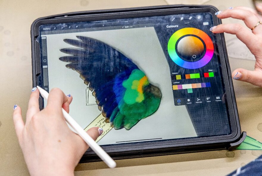 Hands holding an iPad and drawing a colourful bird.