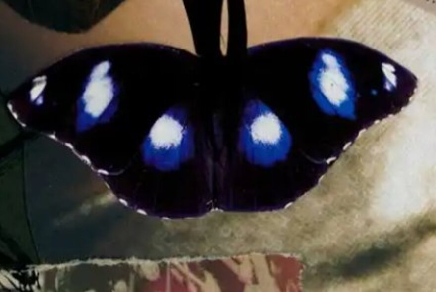 Butterfly collage artwork.