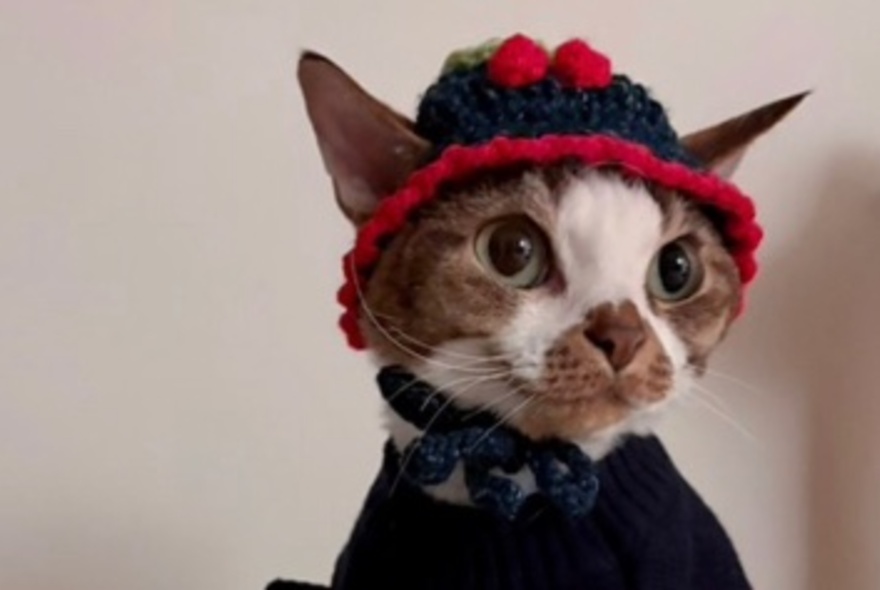 A cat wearing a bonnet with cherries on it. 