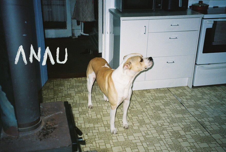 A kitchen in a house, white cabinets and a oven to the right of the image, with a tan and white coloured dog in the centre of the frame.