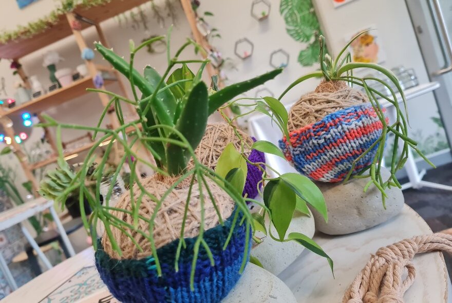 Examples of kokodama balls of string with plants in a craft space.