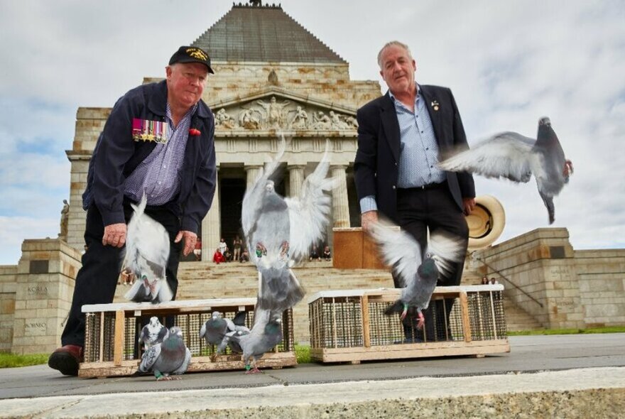 Two men leaning over over a small wooden cage and releasing homing pigeons with the  Shrine of Remembrance building in the background.