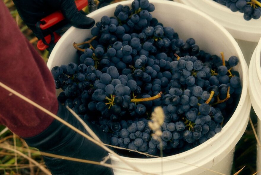 A bucket of dark wine grapes. 