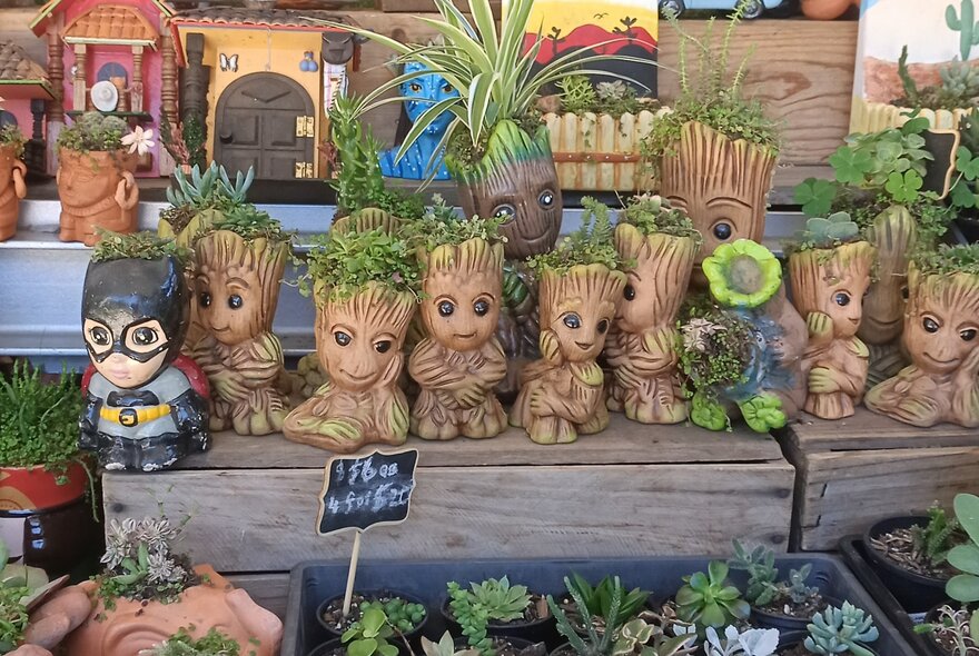 A display of small succulents, cacti and other plants for sale in ornamental pots.