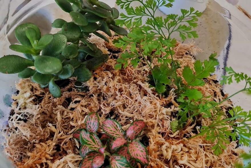 An open terrarium, with a few small green plants in the centre.