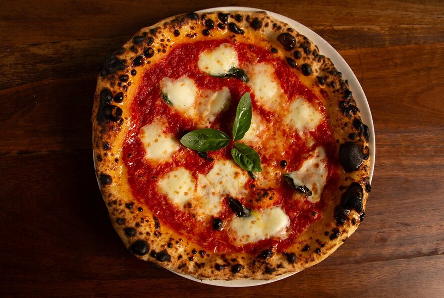 Looking down on a wood-fired margarita pizza.