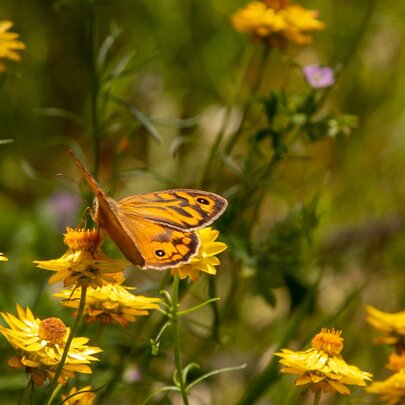 Royal Park BioBlitz with Invertebrates Australia