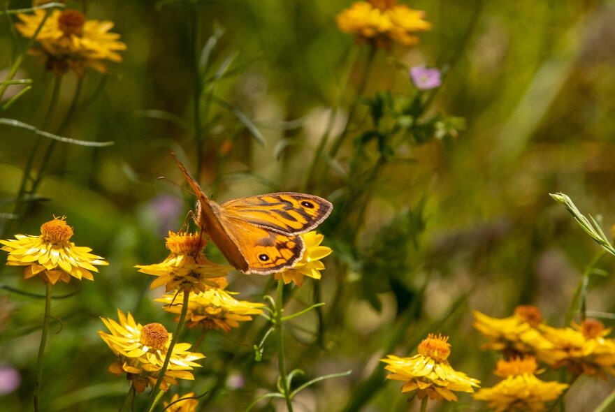 A brown butterfly resting on a yellow flower in a park or garden.