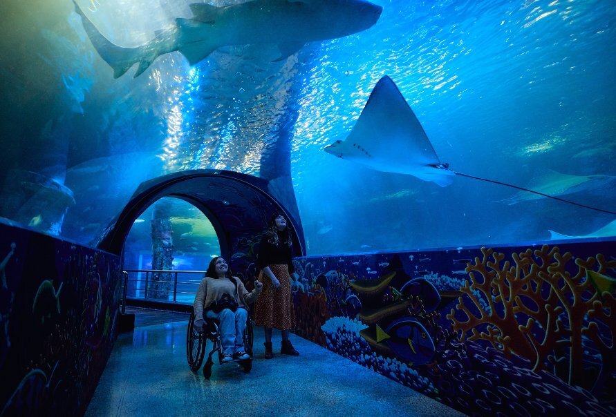Two people inside the tunnel at an aquarium with stingrays swimming above. One person is using a wheelchair.