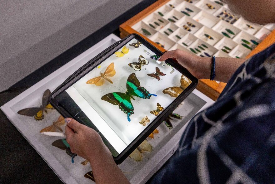 Looking over the shoulder of someone holding an iPad over a glass case full of mounted butterflies and taking a photo. 