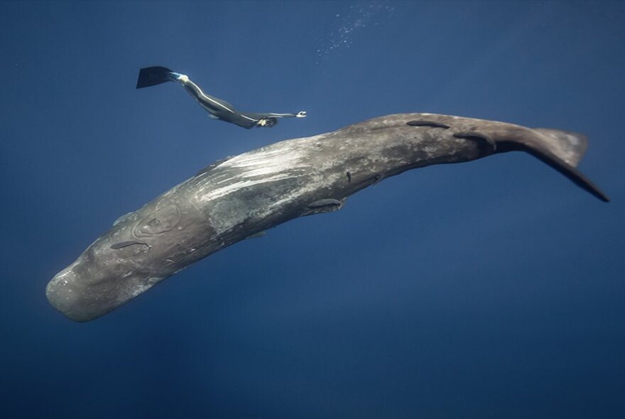 A whale swimming underwater with another sea creature in the background. 