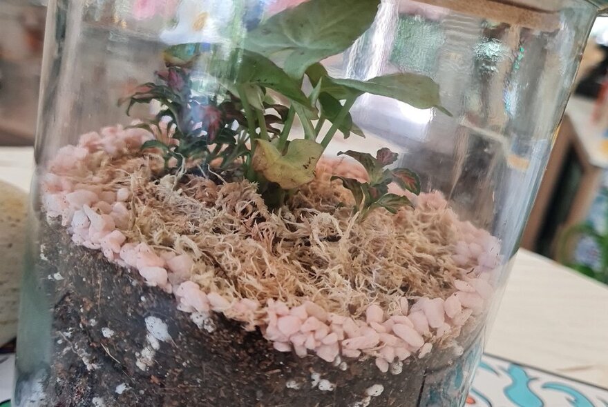 A glass sided terrarium, with a few small green plants in the centre, surrounded by small pink pebbles.