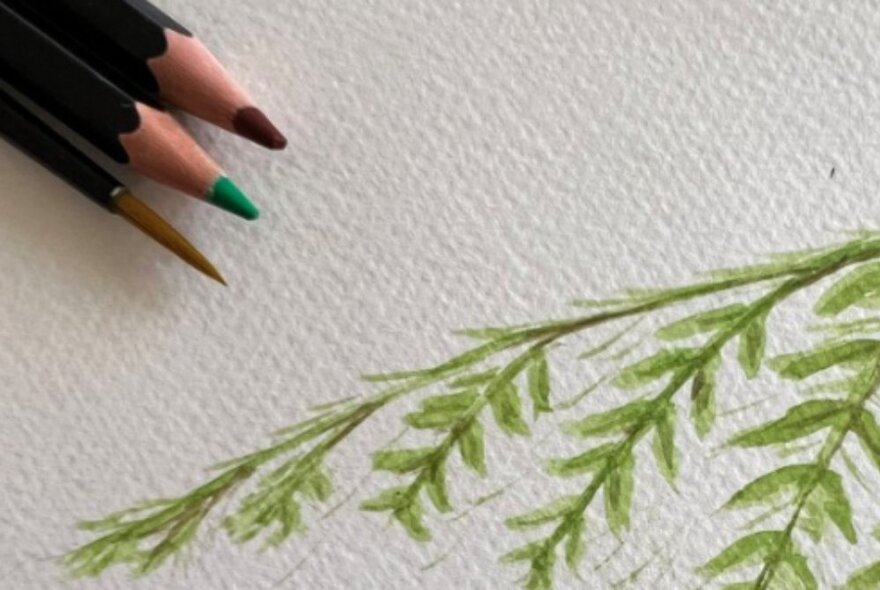 Drawing of a fern on heavy paper next to pencils.