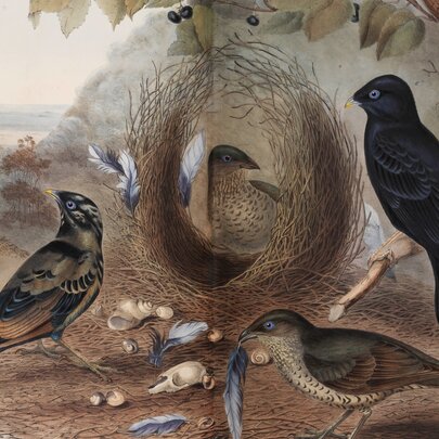 Women in Natural History: Art, Science and Rare Books