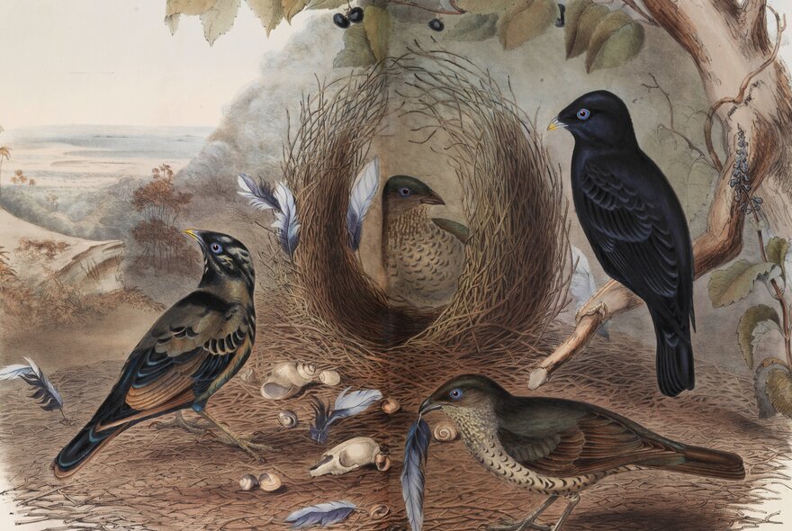 An illustration of birds in the landscape, with feathers, shells and a tree.
