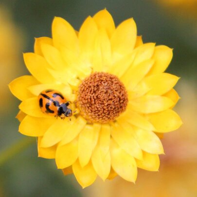 Insects of Melbourne Launch