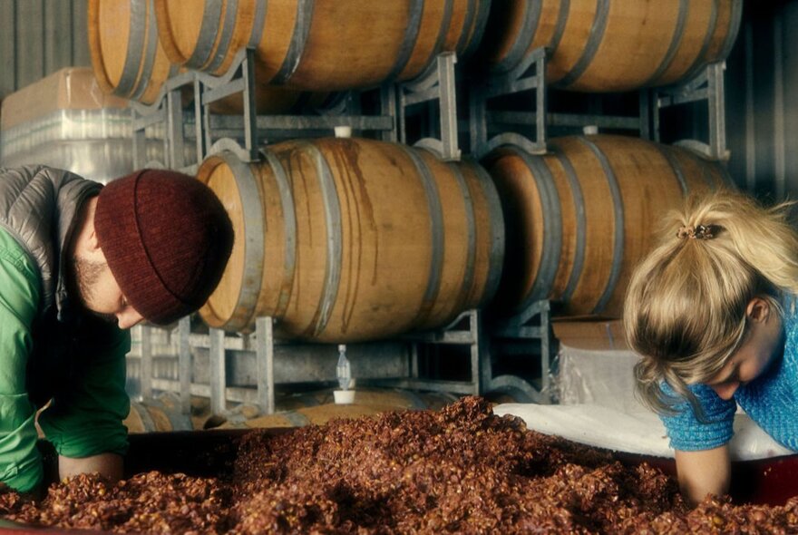 Two people with their arms buried in grapes up to their elbows at a winery, large wooden barrels behind them. 