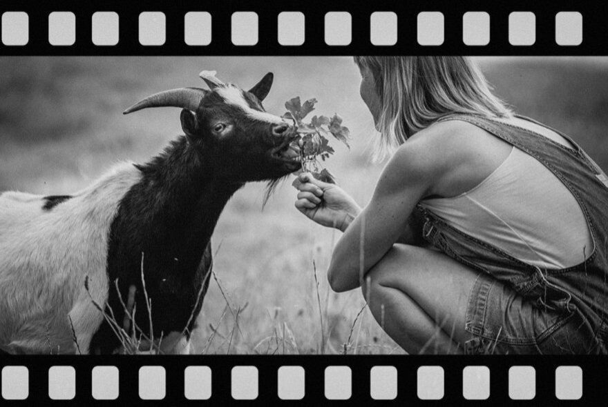 A person holding a piece of vegetation while a goat nibbles it.