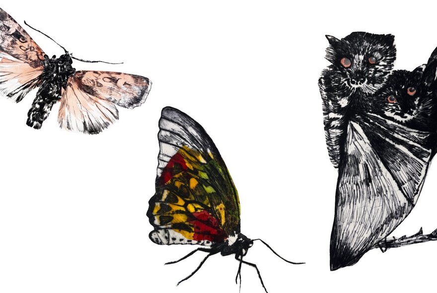 An artwork print of a butterfly, a moth and a bat against a white background.