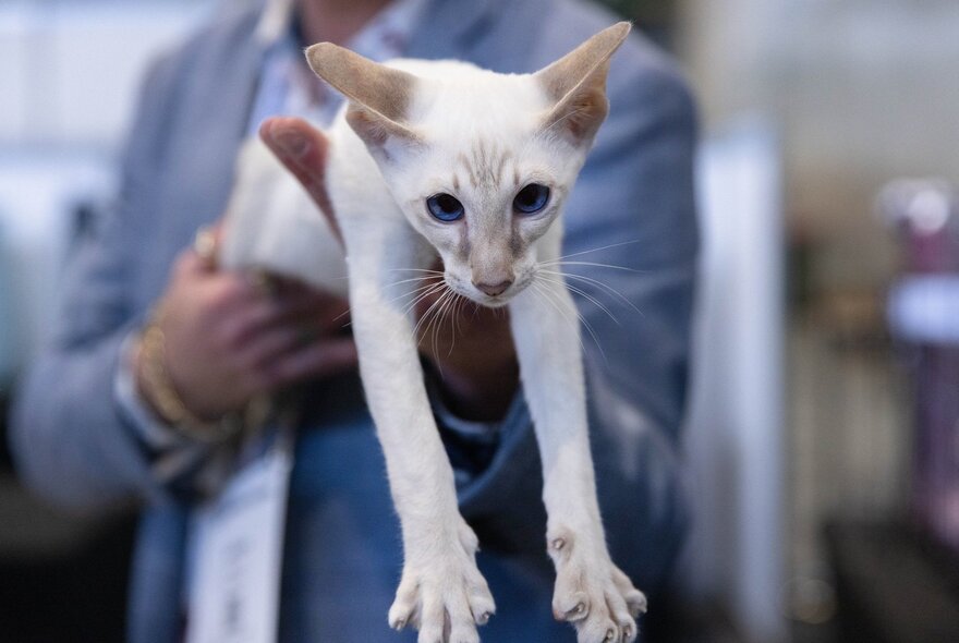 A short-haired white Siamese cat with large ears and dark blue eyes is held up by a person.