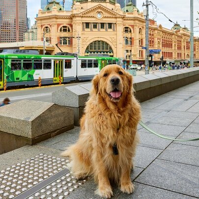 A dog-spotters’ guide to Melbourne