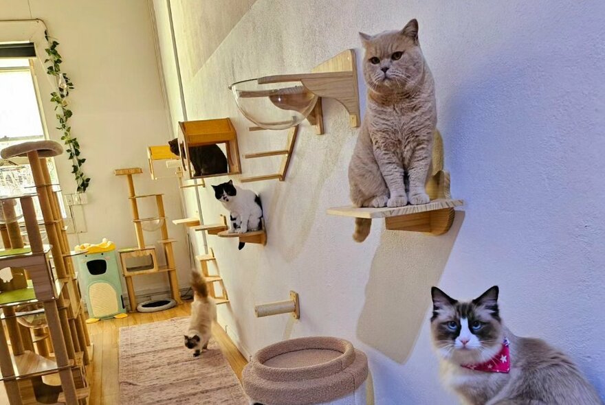 A room with small shelves and cat climbing equipment attached to the wall, with cats seated on some of the shelves.