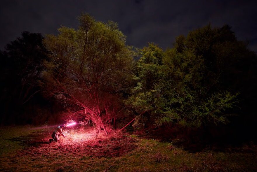 Night scene of trees against a dark night sky, with a person kneeling under a tree and illuminated by a pink light.