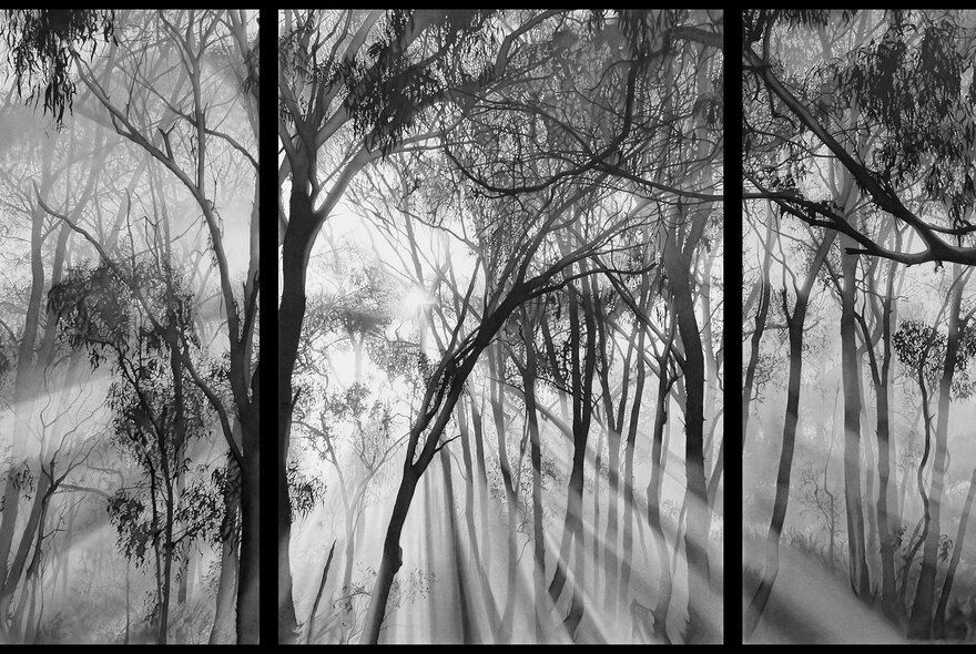 A realistic landscape drawing in black and white showing light filtering through gum trees in the bush.