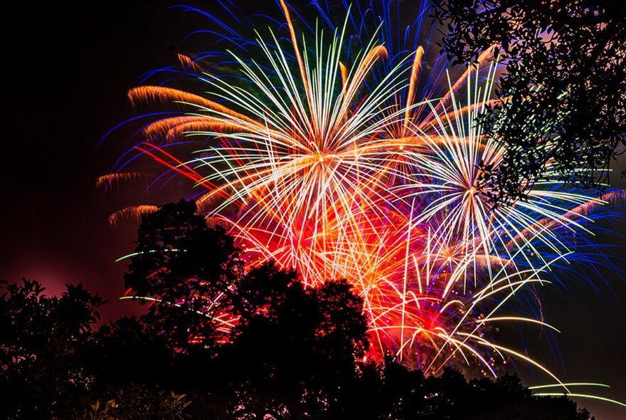 Fireworks across the Melbourne night sky, with trees silhouetted against the bright lights.