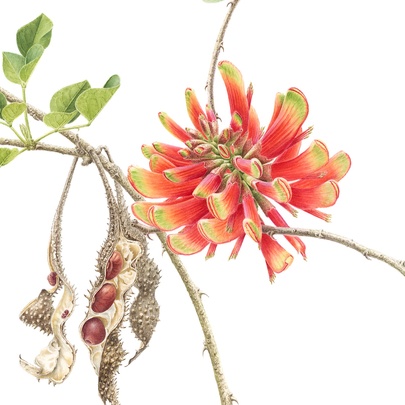 A botanical illustration of a red native plant with seed pods visible. 