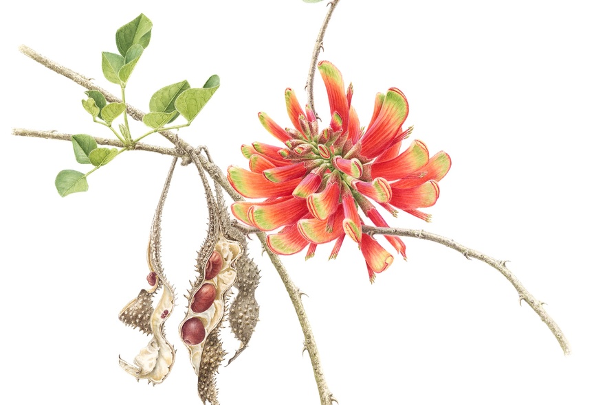 A botanical illustration of a red native plant with seed pods visible. 