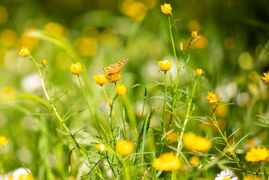 Yellow paper daisies and their green stalks.