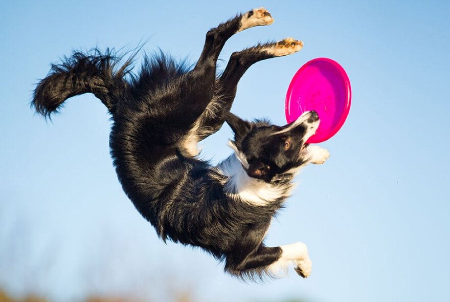 A black and white border collie jumping in mid-air to catch a pink frisbee in its mouth.