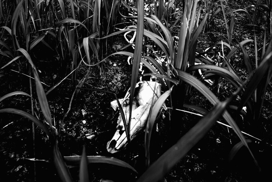 The skeleton of an animal's skull lying on the dirt among the long native grasses; black and white image.