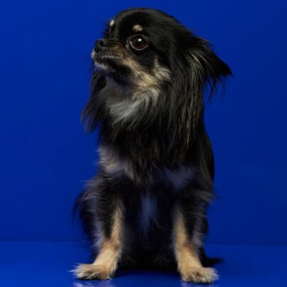 Better Off Said: Cats and Dogs