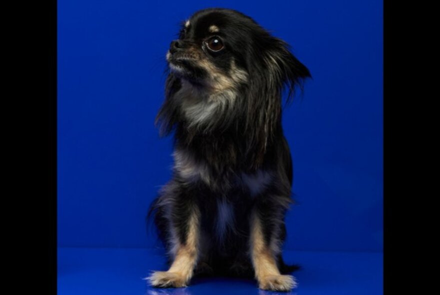 A long-haired small and fluffy dog sitting against a blue background.