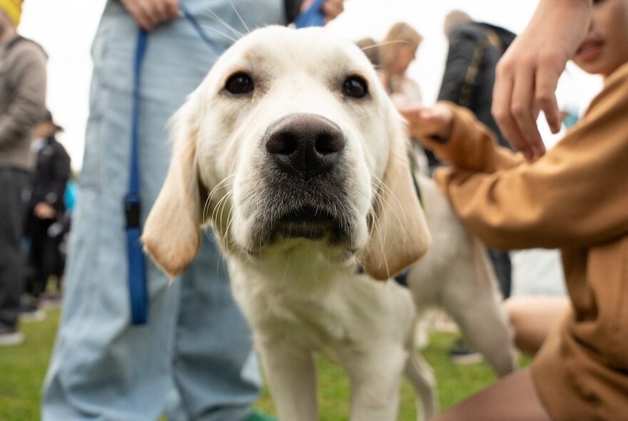 A Guide Dog-in-training labrador puppy with a child patting its back.