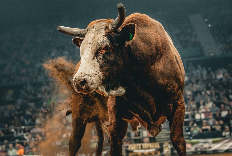 A lar brown and white bull in an indoor arena.